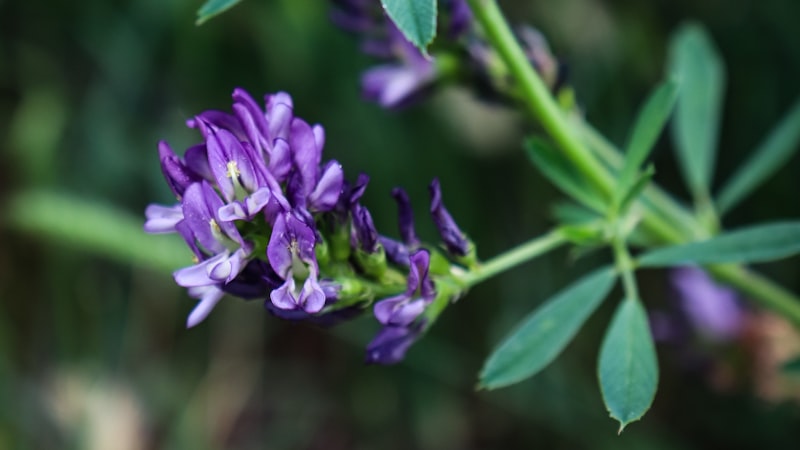 紫色の花のクローズアップ
