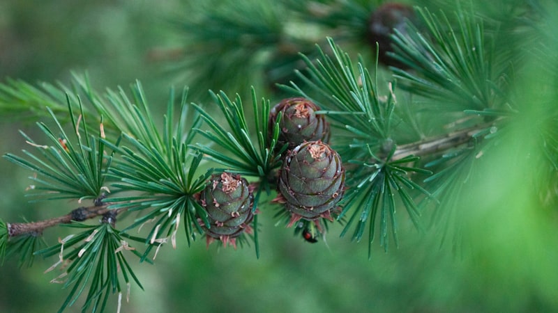 木の上のいくつかの松ぼっくりのクローズアップ