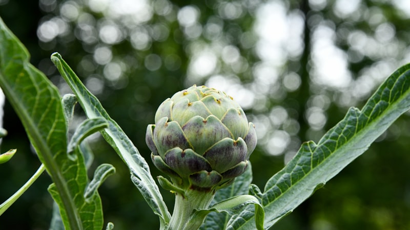チルトシフトレンズの緑の花のつぼみ