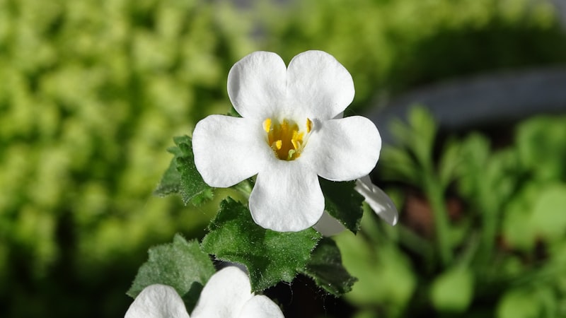 バコパエキス｜記憶力と集中力を支える古代ハーブ