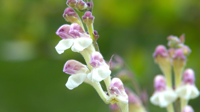 柔らかなピントに咲く可憐な花々