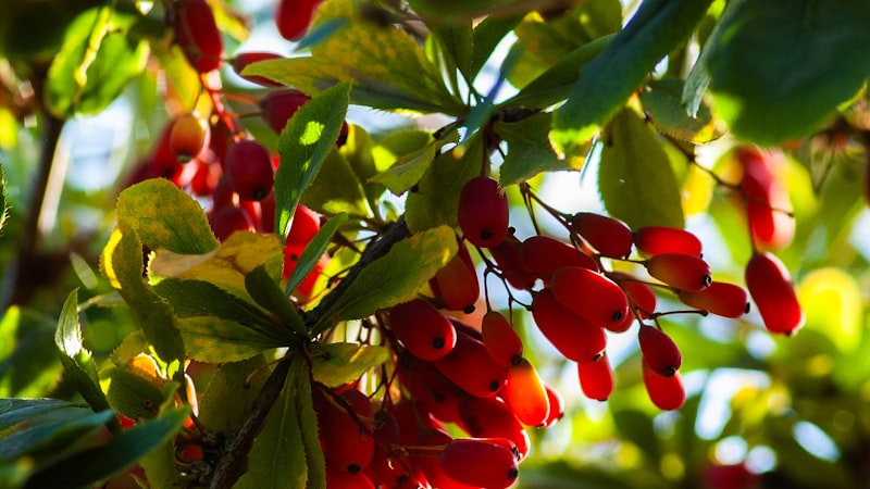 昼間の赤い果実のマクロ撮影