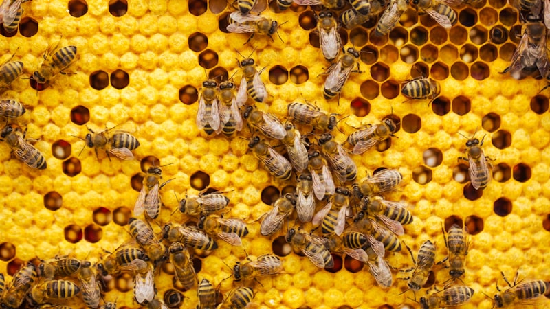 蜂の巣にいる蜂の束