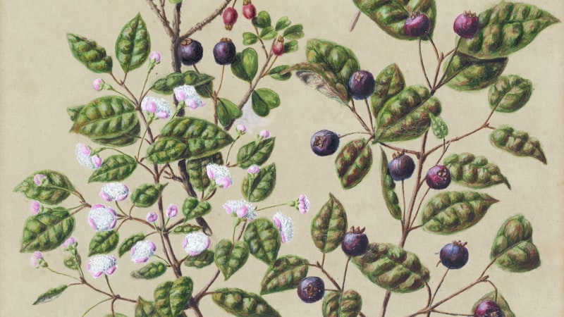 葉と果実を持つ植物の絵