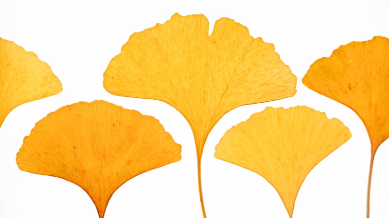 白い背景に黄色い葉のグループ