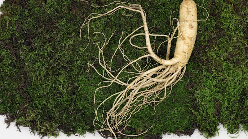 朝鮮人参の実エキス(ジンセンベリー)|血糖値と認知機能が気になる人のジンセノサイドサポート