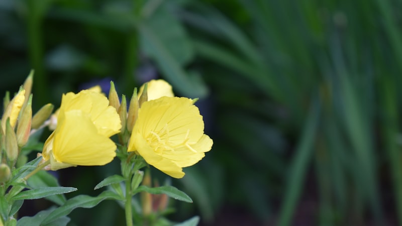 チルトシフトレンズの黄色い花