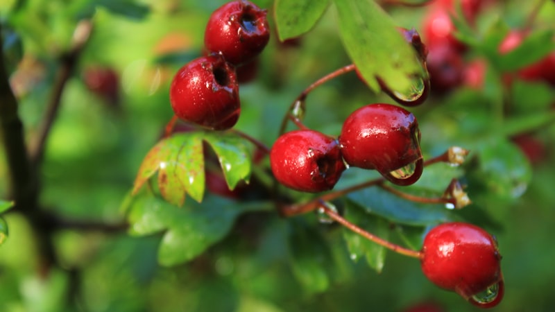 木からぶら下がっている赤い実の束