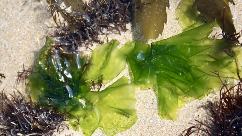 海辺の砂浜に海藻や海藻