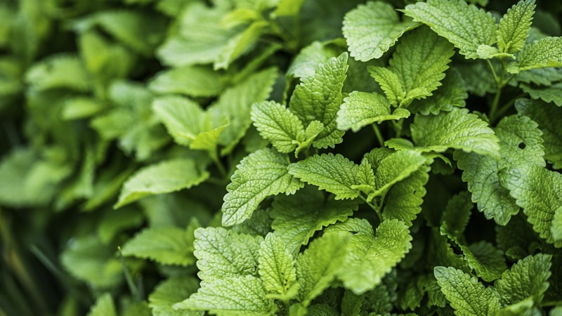 レモンバームエキス｜不安と眠りに寄り添うハーブ