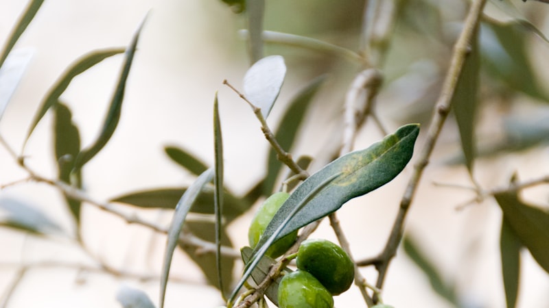 丸い緑色の果実