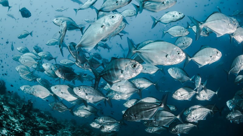 水中の銀色の魚