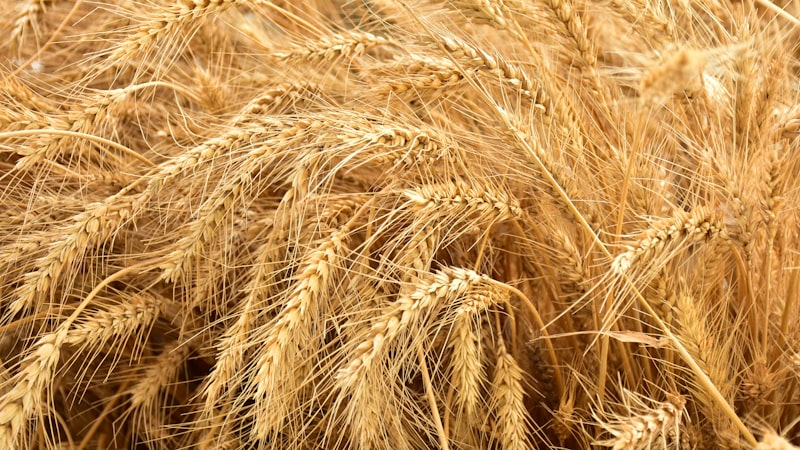 日中の褐色小麦畑