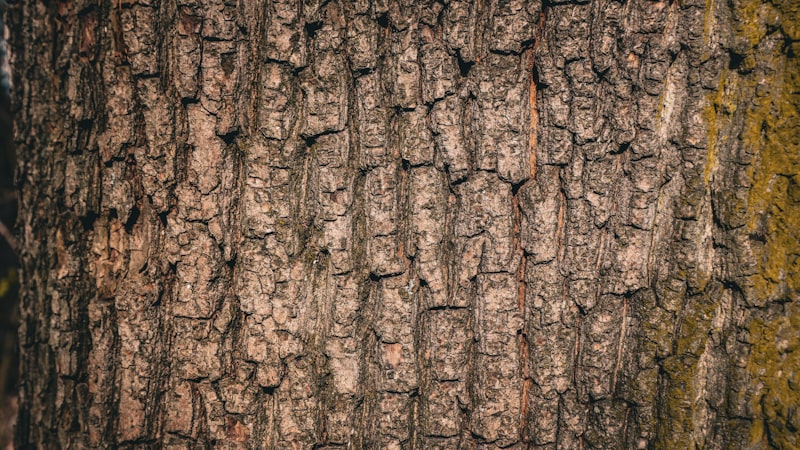 木の皮のクローズアップ