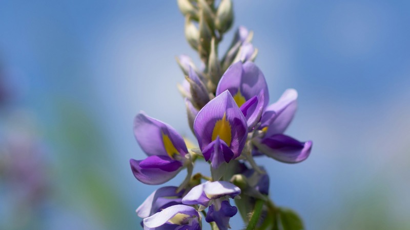 緑の葉を持つ紫色の花の接写