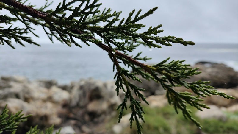 海の近くの松の木