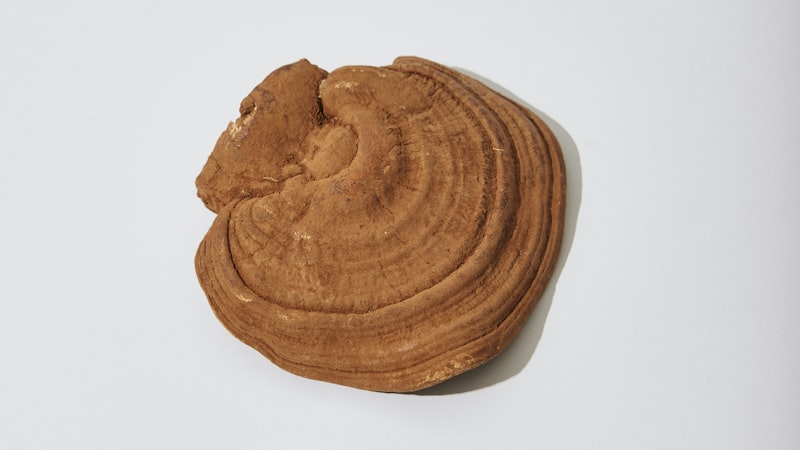 茶色い霊芝の子実体