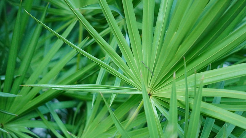 緑の葉の多い植物