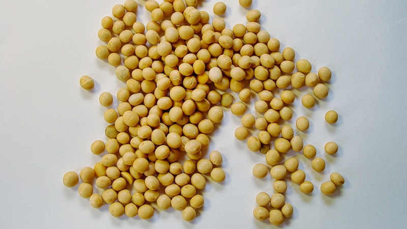 白い表面に黄色い豆