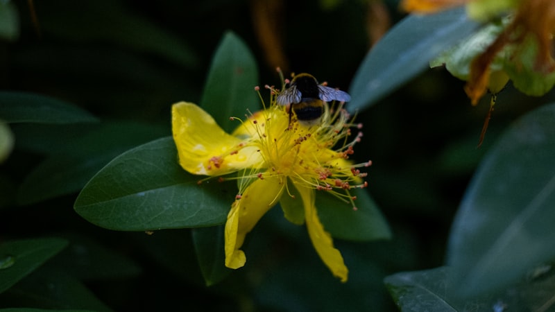 セイヨウオトギリソウ（セントジョーンズワート）｜気分の落ち込みに寄り添うハーブ