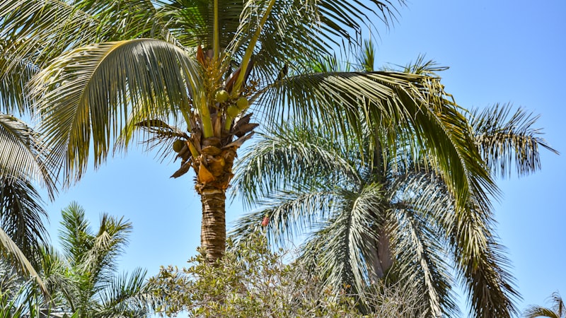 青い空を背景にしたヤシの木